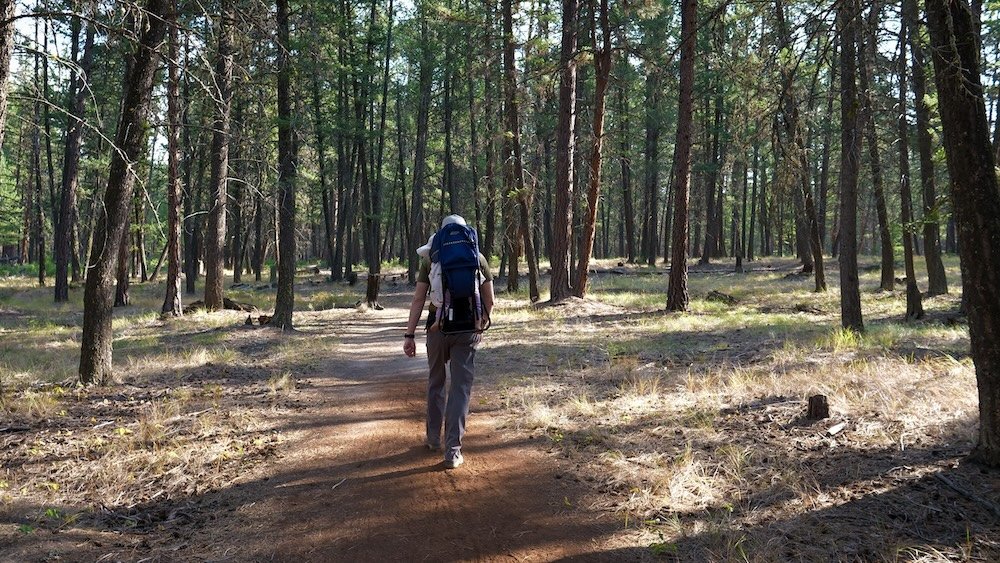 Family hike in Cranbrook Community Forest Nomadic Samuel Jeffery hikes along a sunlit trail in Cranbrook Community Forest with baby Aurelia riding comfortably in a backpack carrier, surrounded by tall pine trees and soft early-fall light during a peaceful family outing.