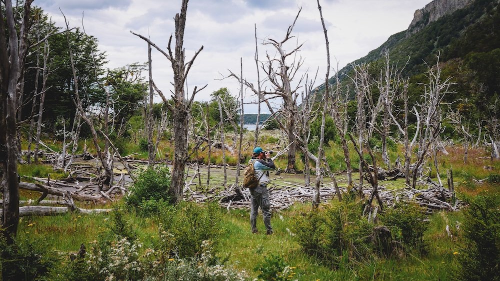 Nomadic Samuel taking photos of trees in the dense nature while hiking and trekking in Tierra del Fuego National Park, Ushuaia, Argentina 