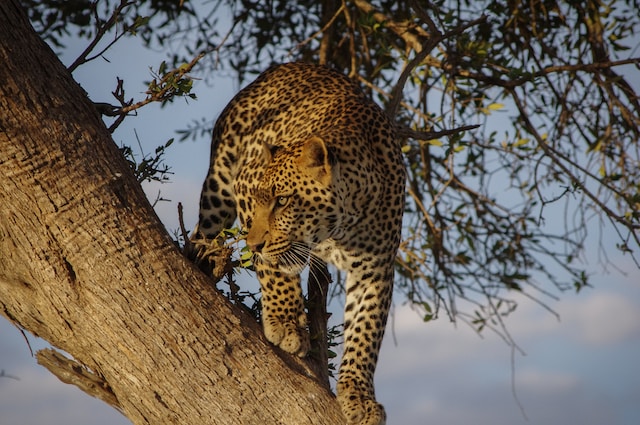 Kenya’s Big Five: What They Are, And Where To Book A Kenyan Safari In 2024
