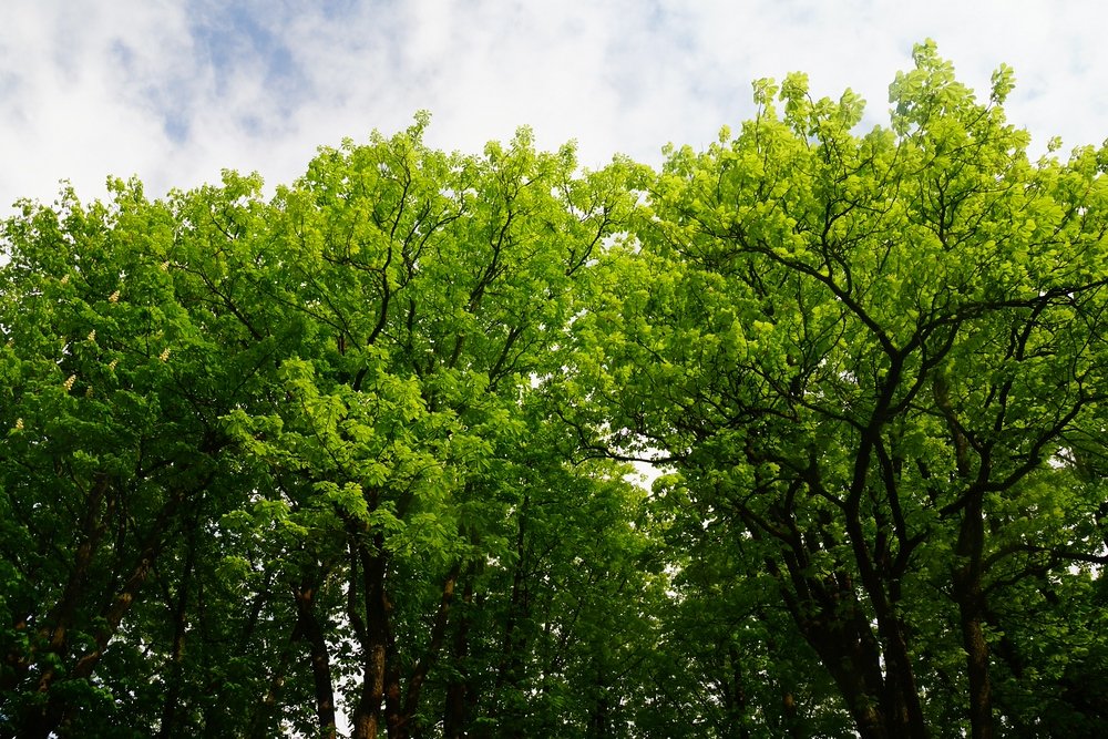 Nothing like the colors of spring in a quiet forest located in Freiburg