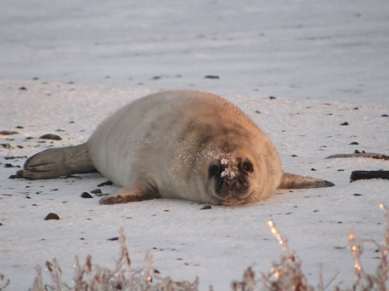 Nova Scotia wildlife spotting such as a seal in Canada 