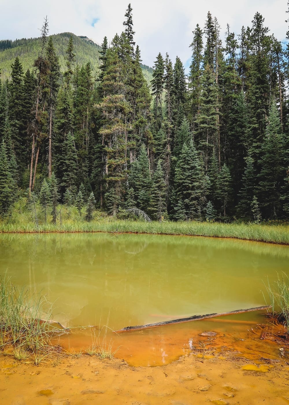 Green mineral pool and ochre-stained shore at the Paint Pots, Kootenay National Park, British Columbia, Canada A greenish mineral pool at the Paint Pots in Kootenay National Park, British Columbia, Canada, edged by orange ochre-stained soil, grasses and fallen wood with dense evergreen forest behind.