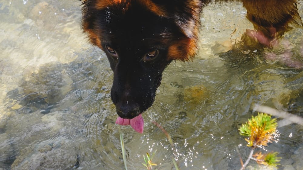 Togo drinking from a stream near the Paint Pots Trail in Kootenay National Park, British Columbia, Canada Togo, a German Shepherd, drinks from a shallow clear stream beside the Paint Pots Trail in Kootenay National Park, British Columbia, Canada, with rippling water, stones and small plants visible around him.