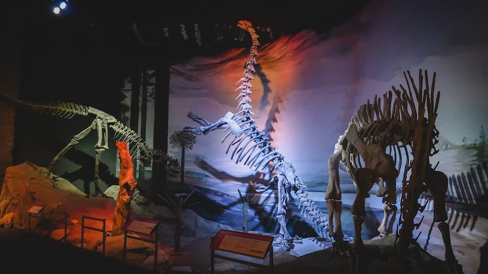 Exhibición de esqueletos de dinosaurios en un museo paleontológico de Trelew, Chubut, Patagonia, Argentina Enormes esqueletos de dinosaurios se alzan bajo luces rojas y blancas dentro de un museo paleontológico de Trelew, Chubut, Patagonia, Argentina, rodeados de paneles y una ambientación prehistórica.