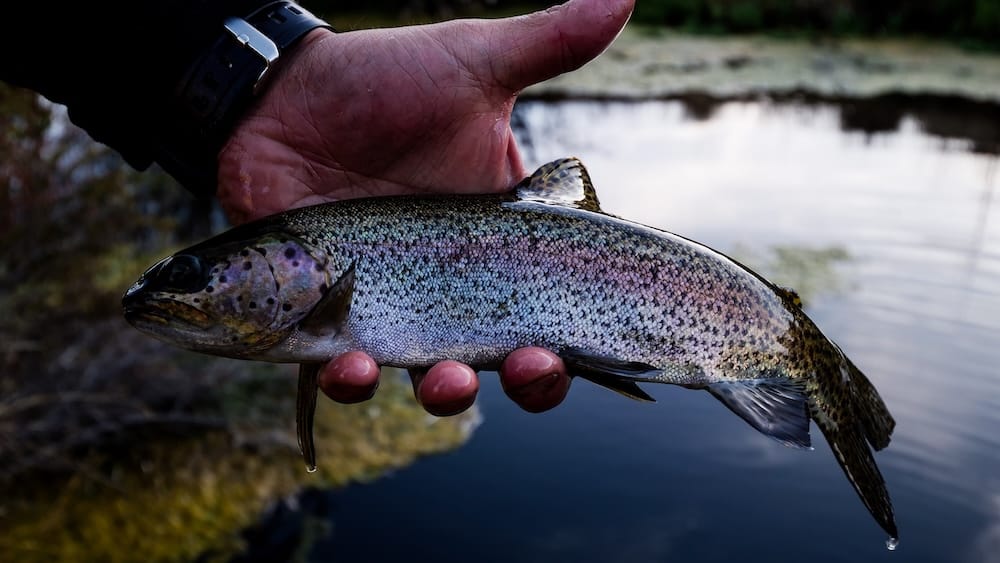 Trout catch and release fishing at Estancia Tecka Patagonia Argentina freshwater wildlife experience Patagonia Argentina trout held in hand during catch and release fishing at Estancia Tecka with clear freshwater stream in background, highlighting native and introduced fish species and a lesser known side of Patagonia wildlife experiences