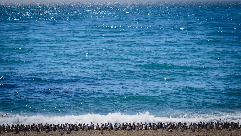 Colonia de pingüinos de Magallanes en la costa atlántica de Península Valdés, Chubut, Patagonia, Argentina Un grupo numeroso de pingüinos de Magallanes se reúne junto a la costa atlántica de Península Valdés, Chubut, Patagonia, Argentina, con agua azul y olas rompiendo detrás de la colonia.