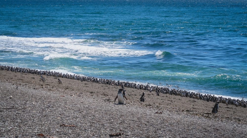 Magellanic Penguin Colony Along the Shingle Beach at Península Valdés, Chubut, Patagonia Thousands of Magellanic penguins form a dense line along the pebbled shore of Península Valdés, Chubut Province, Argentina, with a lone penguin in the foreground and turquoise Atlantic surf breaking behind the colony.