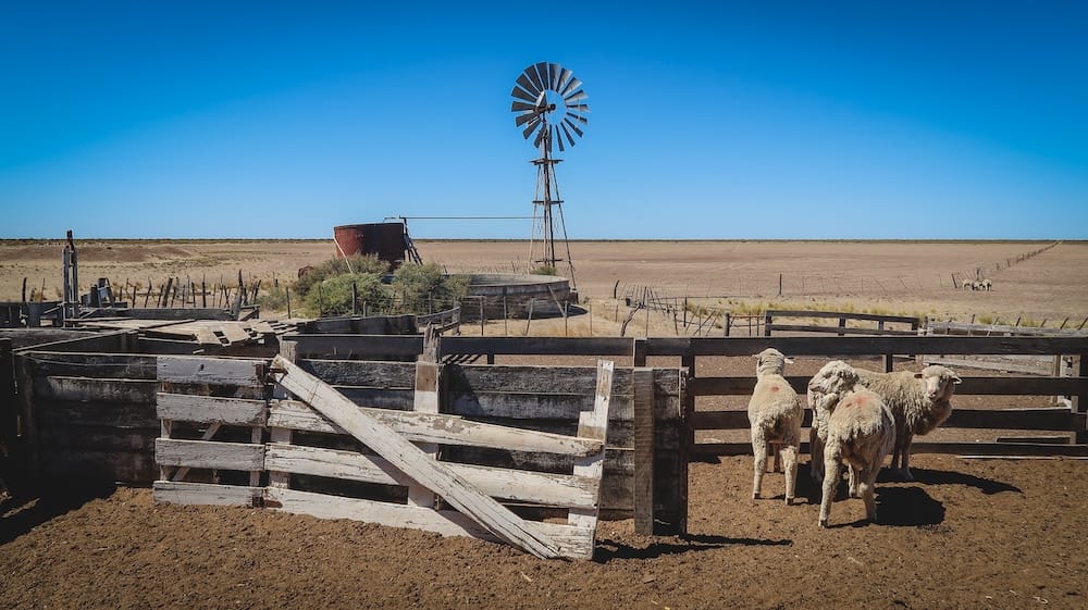 Corral rústico y molino de una estancia en Península Valdés, Chubut, Patagonia, Argentina Varias ovejas permanecen dentro de un corral de madera envejecida junto a un molino metálico sobre la estepa seca de Península Valdés, Chubut, Patagonia, Argentina, bajo un cielo azul despejado.