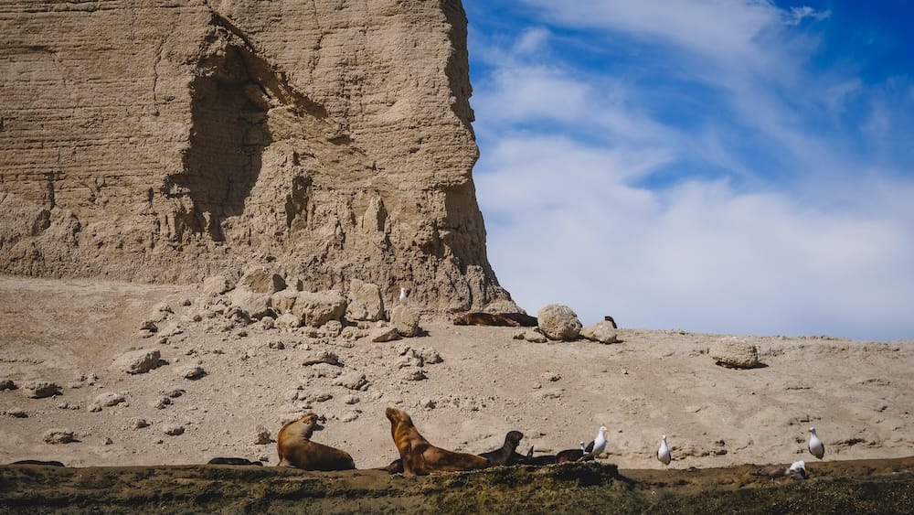 Sea lions rest on a sunlit rocky shoreline beneath eroded coastal cliffs in Península Valdés, Chubut, Patagonia, Argentina, with seabirds gathered nearby under a bright blue sky.