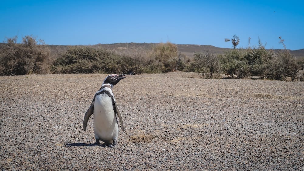 A solitary Magellanic penguin stands on the dry gravel steppe of Península Valdés, Chubut, Patagonia, Argentina, with low scrub, open sky and a distant windmill emphasizing the peninsula’s stark summer landscape.