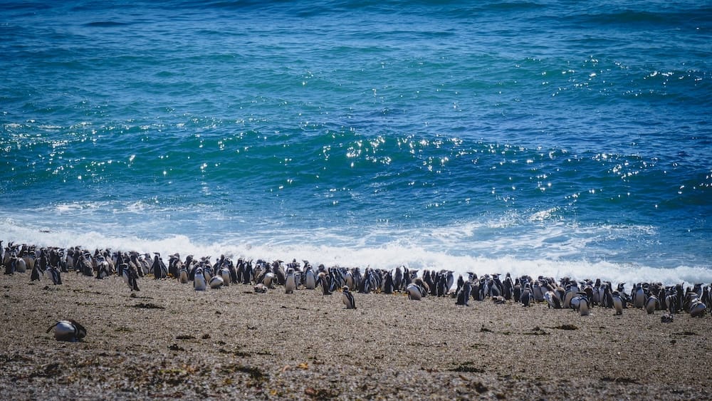Magellanic penguins at Peninsula Valdes Patagonia Argentina coastal colony Magellanic penguin colony gathered along the rocky shoreline of Peninsula Valdes Patagonia Argentina with waves crashing behind them highlighting the region’s rich coastal wildlife