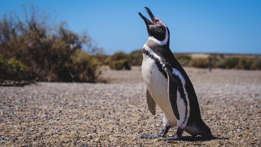 Magellanic penguin on the Patagonian steppe in Península Valdés wildlife reserve Argentina Península Valdés Magellanic penguin standing on the dry Patagonian steppe near its nesting colony in Argentina, a wildlife highlight of the coastal route where thousands of penguins gather along the Atlantic shoreline during the breeding season.