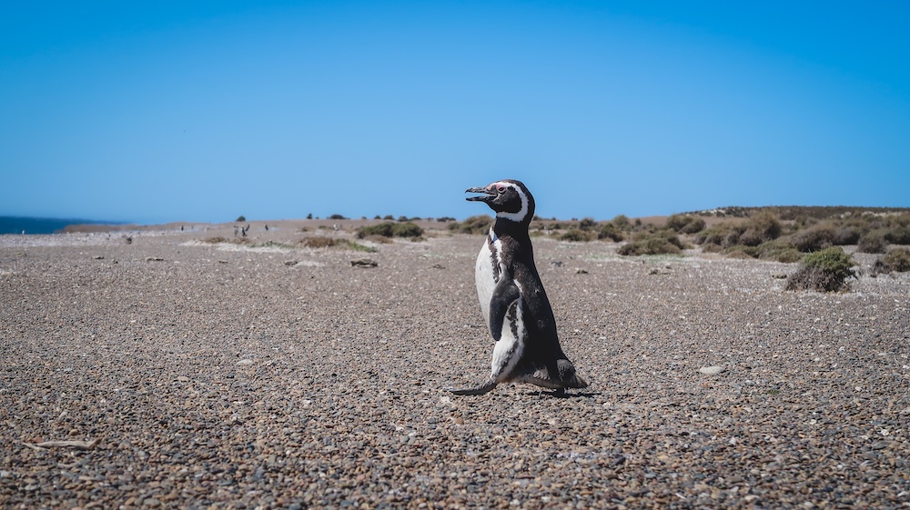 Magellanic penguin walking across Peninsula Valdés wildlife reserve in Patagonia Argentina Magellanic penguin walking across the rocky coastal landscape of Peninsula Valdés in Chubut Patagonia Argentina where large penguin colonies gather along the Atlantic shoreline in one of the region’s most iconic wildlife habitats.
