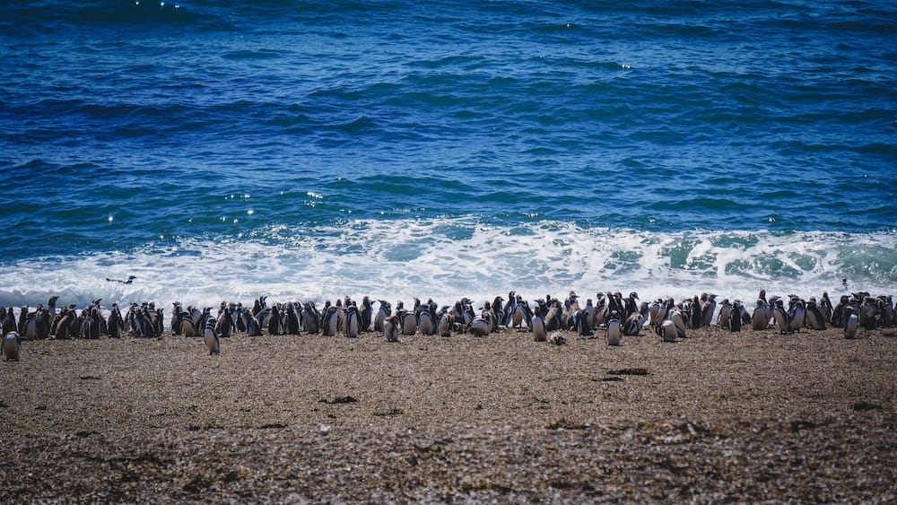 Magellanic penguin colony along the shoreline of Península Valdés Patagonia Argentina breeding season Península Valdés Patagonia Argentina large Magellanic penguin colony gathered along the pebbled shoreline with waves crashing behind them, illustrating the scale of breeding colonies and one of the most iconic wildlife scenes on Argentina’s coast