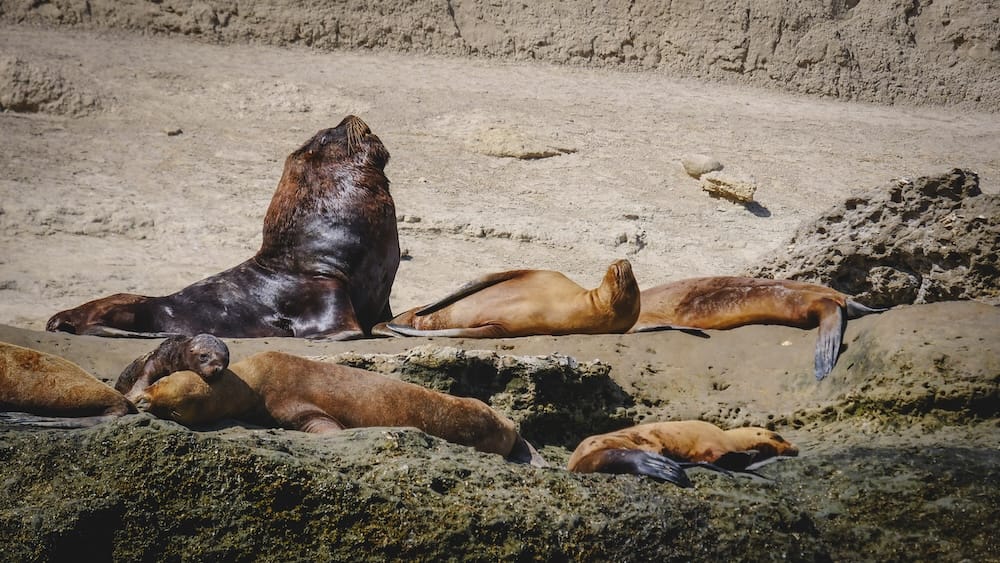Sea lion colony with dominant male patriarch on the rocky coast of Península Valdés Patagonia Argentina Península Valdés Patagonia Argentina sea lion colony with dominant male patriarch surrounded by females and juveniles resting on rocky coastal outcrop, illustrating social hierarchy and one of the region’s most iconic marine wildlife encounters