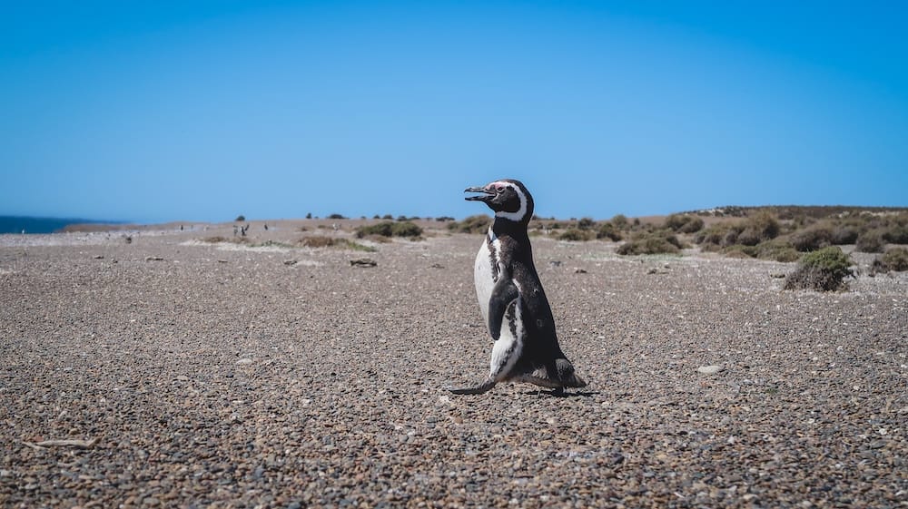 Solitary Magellanic penguin crossing coastal steppe in Península Valdés Patagonia Argentina habitat scene Península Valdés Patagonia Argentina solitary Magellanic penguin walking across a dry pebbled coastal steppe landscape under clear blue skies, showing the rugged habitat these birds traverse between nesting colonies and the Atlantic Ocean