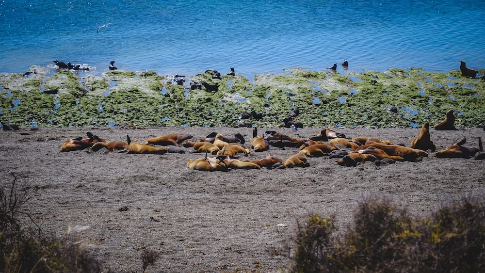 Sea lions resting along the shoreline in Peninsula Valdés on the Atlantic coast of Chubut Patagonia Argentina showing the rich marine wildlife typical of coastal Patagonia which contrasts with the mountain landscapes of the Andes.