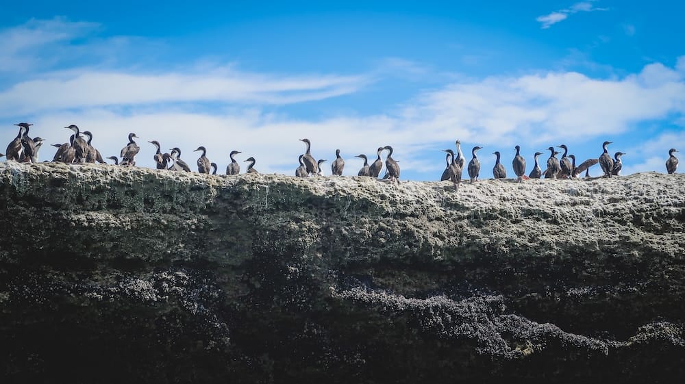 A cormorant colony stands on guano-covered coastal cliffs at Península Valdés near Puerto Pirámides, Chubut, Patagonia, Argentina, photographed from a wildlife boat under a bright blue sky.