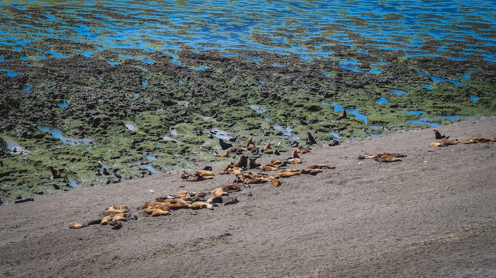 Sea lion colony resting along the rugged shoreline of Península Valdés near Puerto Madryn, Chubut, Patagonia, Argentina, with rocky tidal pools and blue coastal water in the background.