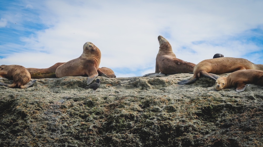 Sea lion colony on rocky cliffs of Peninsula Valdés along the Atlantic coast of Patagonia Argentina Sea lions resting on rocky cliffs of Peninsula Valdés in Chubut Patagonia Argentina where large marine colonies gather along the Atlantic coast and can be observed during wildlife boat tours exploring the peninsula’s protected waters.