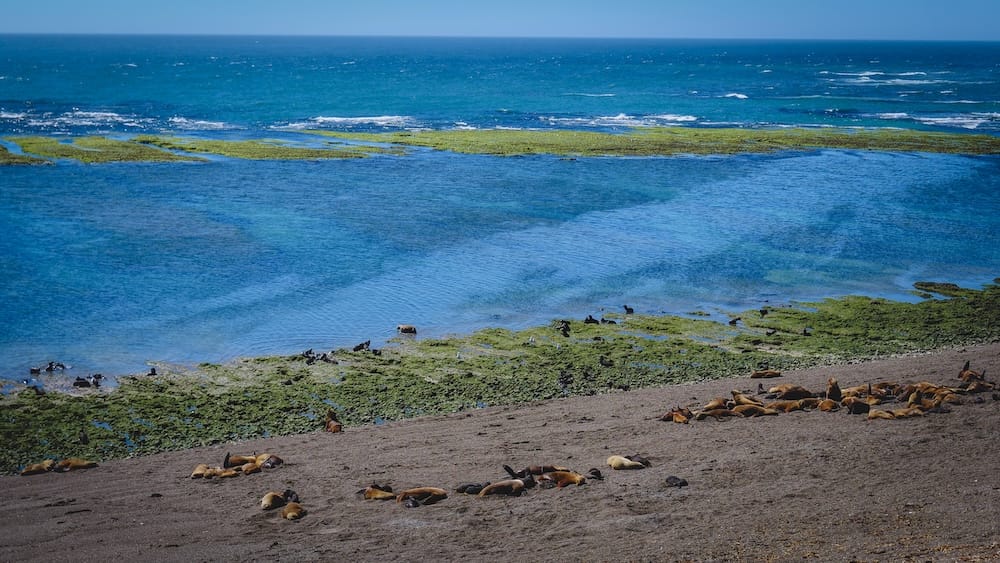 Sea lions resting along the shoreline of Península Valdés in Patagonia, Argentina, with tidal pools and Atlantic waters illustrating a rich coastal ecosystem shaped by ocean currents, nutrient flows, and marine biodiversity.