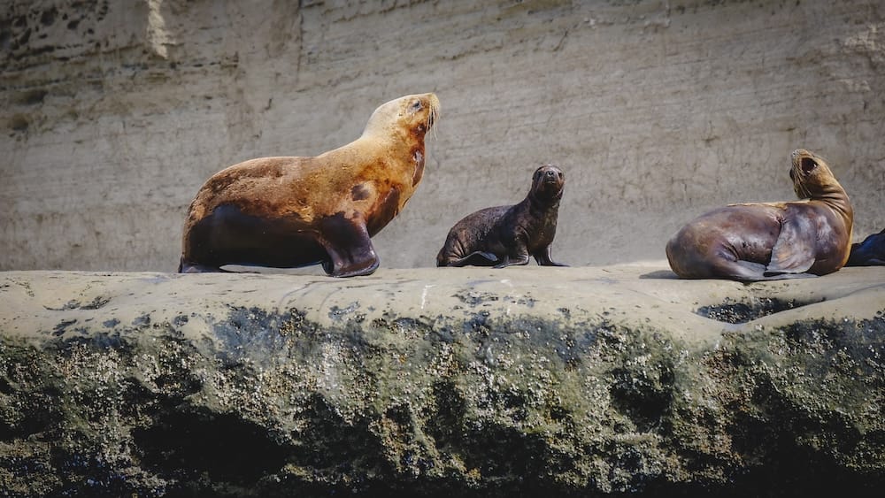 South American sea lions rest on a rocky ledge along the coast of Península Valdés, Chubut, Patagonia, Argentina, with a large adult and a smaller youngster framed against pale seaside cliffs.