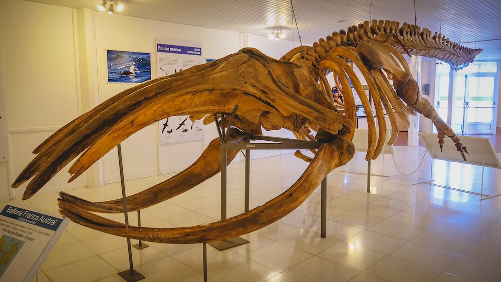 Southern Right whale skeleton museum display in Península Valdés Patagonia Argentina Península Valdés Southern Right whale skeleton displayed inside a marine museum in Patagonia Argentina highlighting the enormous scale of these whales that migrate to the peninsula’s calm Atlantic gulfs each year.