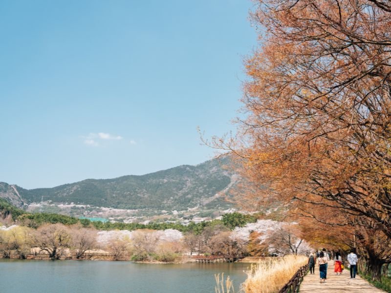 People strolling along Jinhae park 