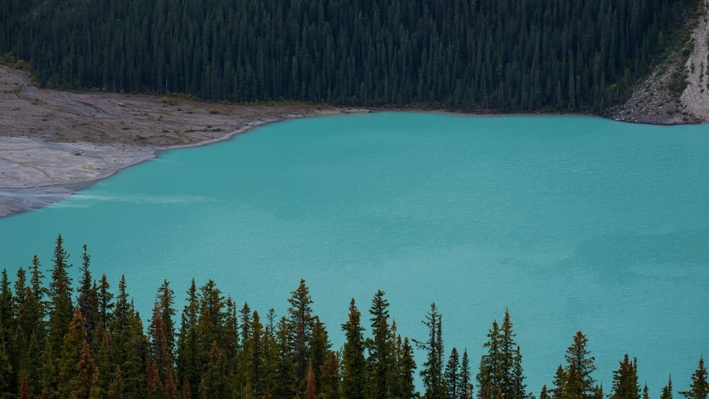 Peyto Lake turquoise water close-up, Icefields Parkway, Banff National Park, Alberta A close-up view of Peyto Lake's saturated turquoise water and pale glacial-silt shoreline, framed by dense evergreen forest along the Icefields Parkway in Banff National Park, Alberta.