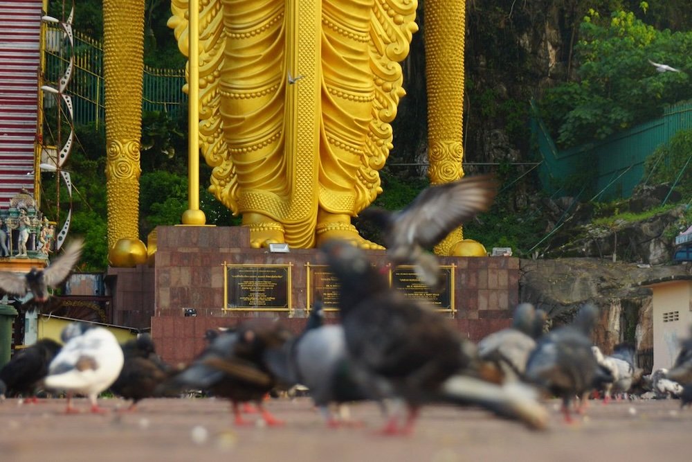 Pigeon macro shots at the Batu Caves, Malaysia 