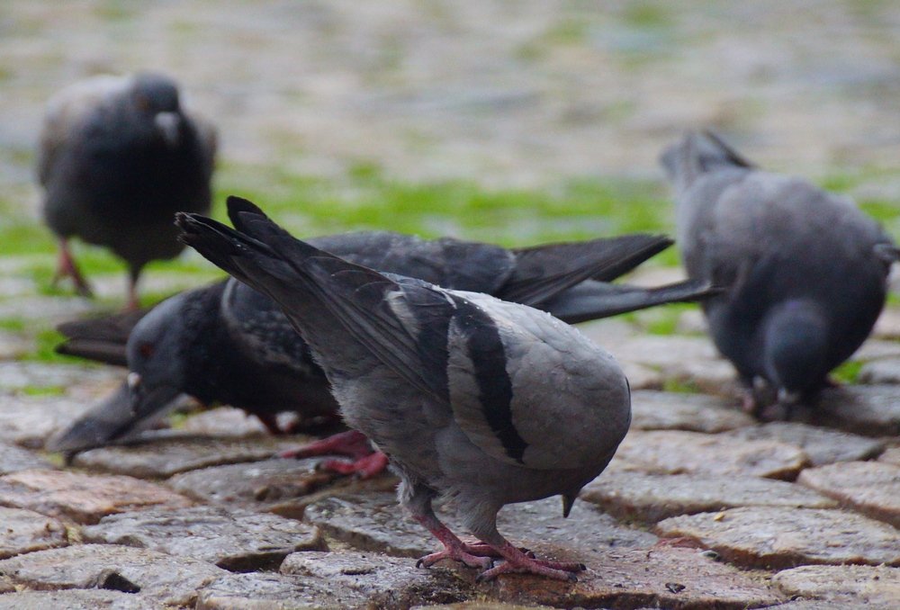 Pigeons feeding in Freiburg, Germany