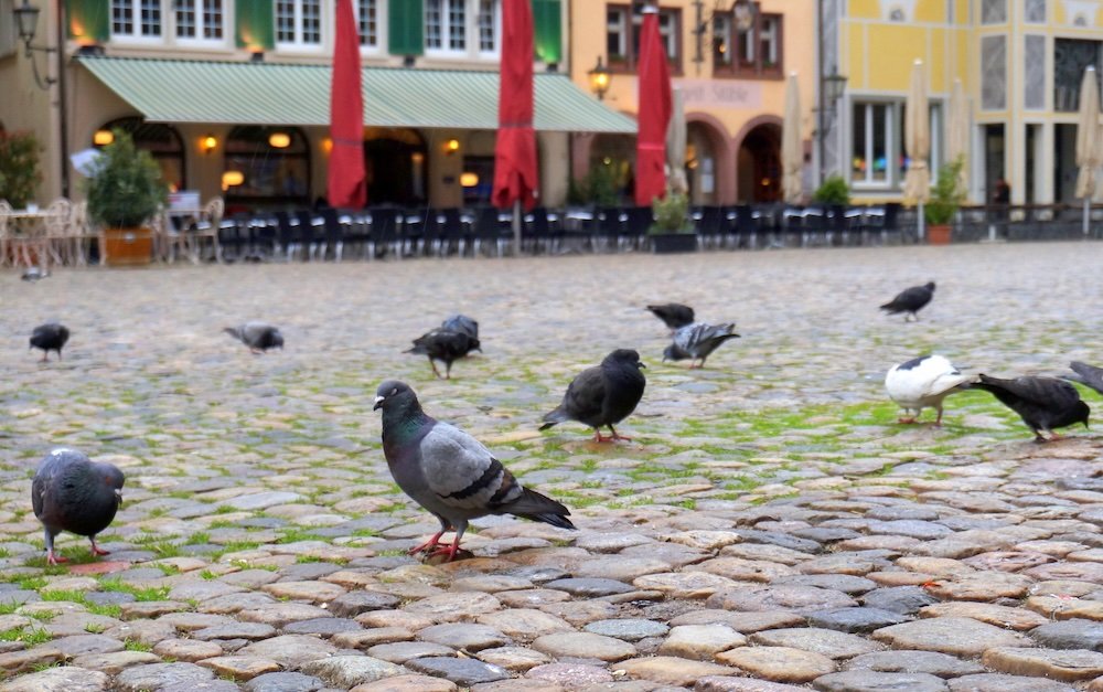 Pigeons feeding on the cobblestone streets of Freiburg, Germany 