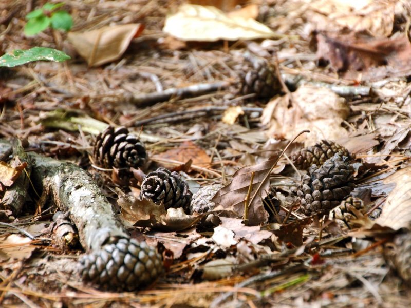 Pine cones, leaves and natural scenery in Jecheon