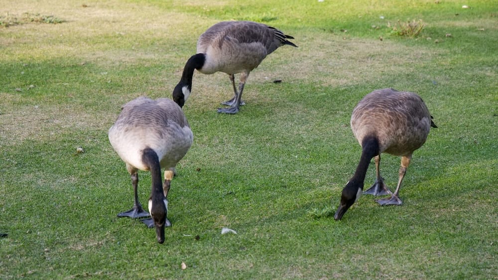 Tres gansos de Canadá pastan sobre el césped de Prince’s Island Park en Calgary, Alberta, Canadá, rodeados por la verde superficie de verano de este parque céntrico junto al río.