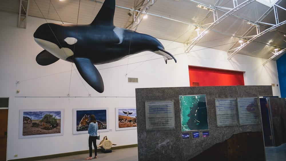 Modelo de orca y exhibiciones de fauna en un museo de Puerto Madryn, Patagonia, Argentina, con Audrey Bergner Audrey Bergner permanece debajo de una orca de tamaño real suspendida en un museo de fauna de Puerto Madryn, Chubut, Patagonia, Argentina, rodeada de fotografías y exhibiciones educativas.