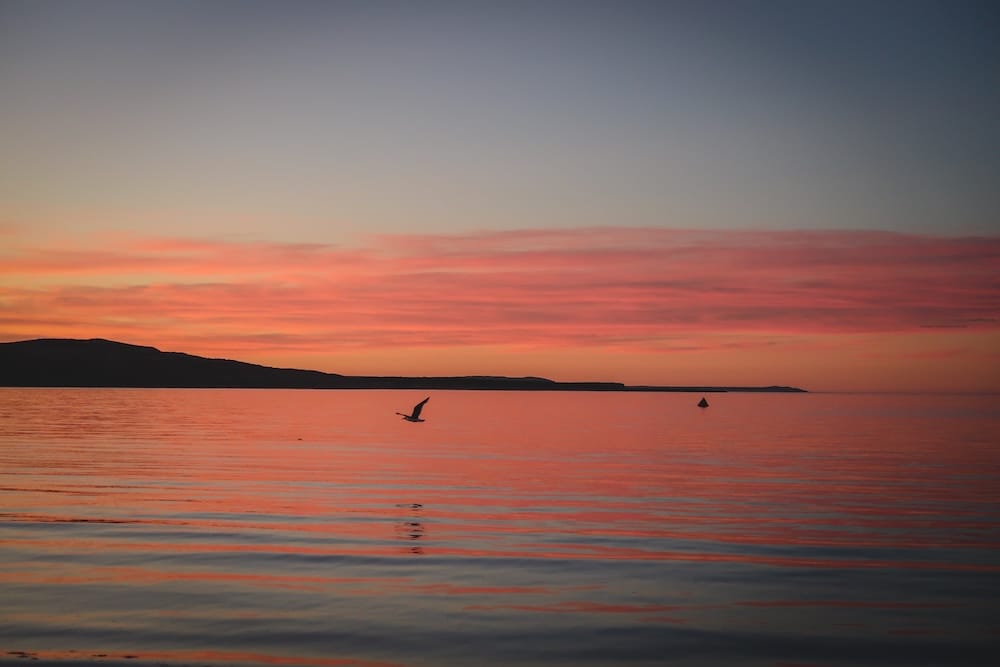 Dónde alojarse en la Patagonia para ver fauna: mejores bases por especie y temporada
