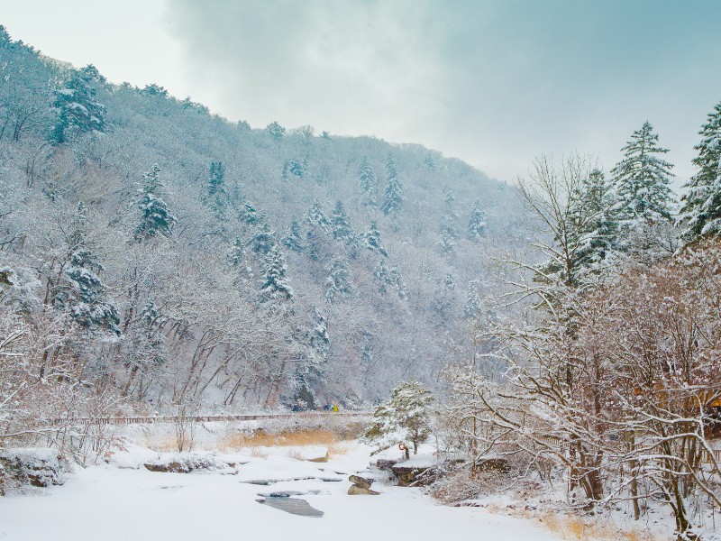 Pyeongchang snowy winter scene forest views in Korea 