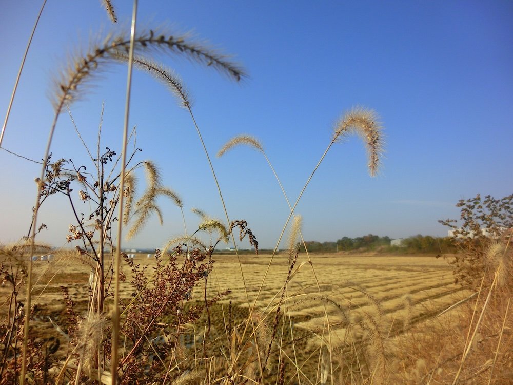 Pyeongtaek farmland rural views in South Korea 