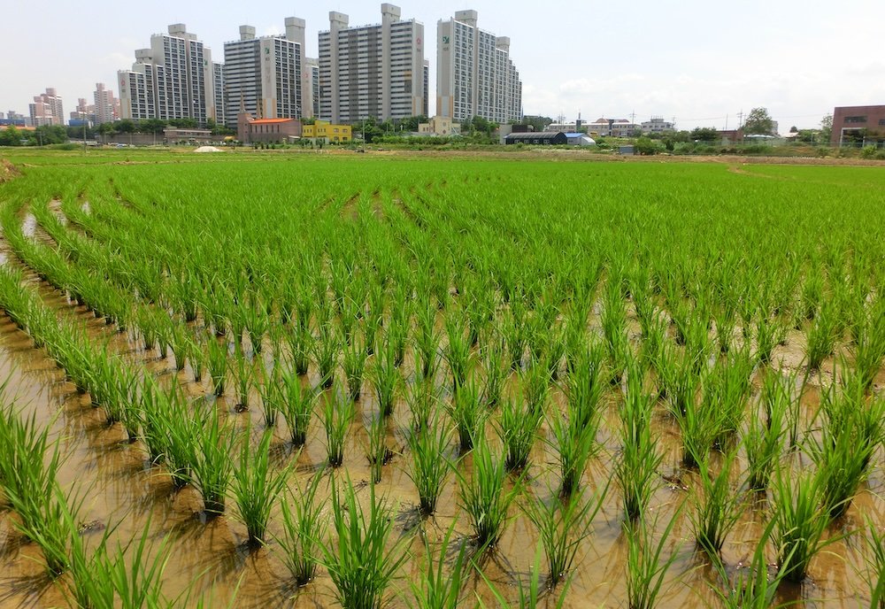 Pyeongtaek rice fields with apartments in the background in Korea 