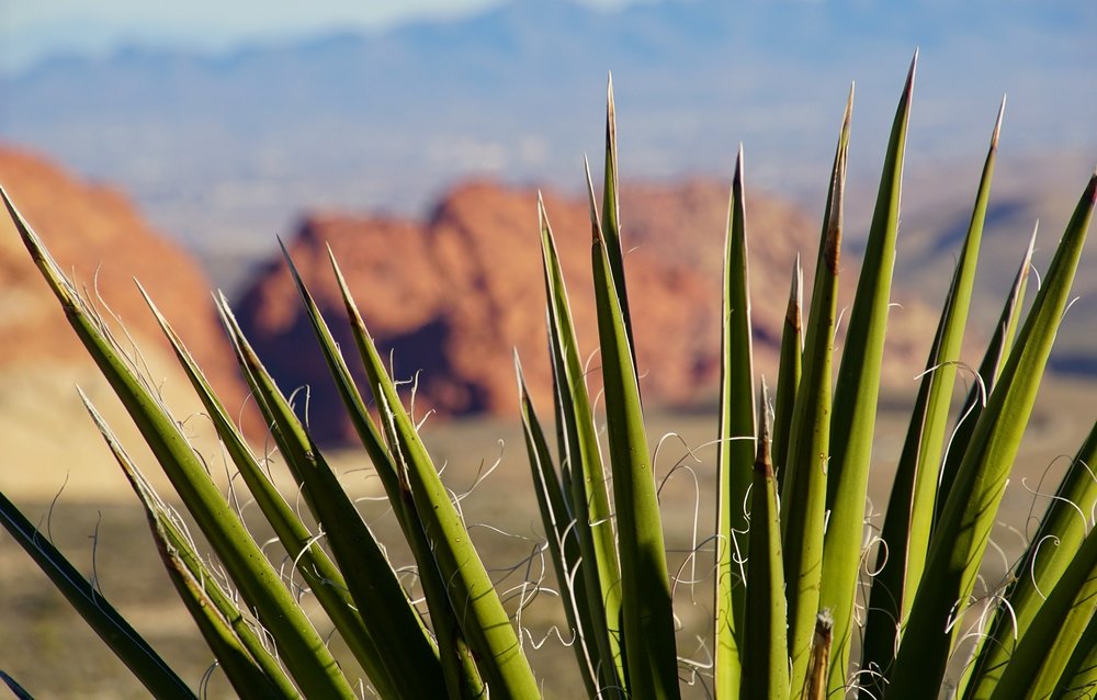 Red Rock Canyon as seen from the perspective of a cactus