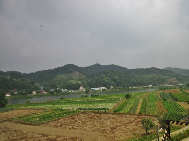 Rice fields at Daecheon Beach in Korea