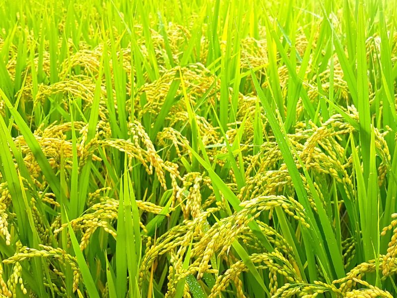 Rice paddy in Changwon, Korea 