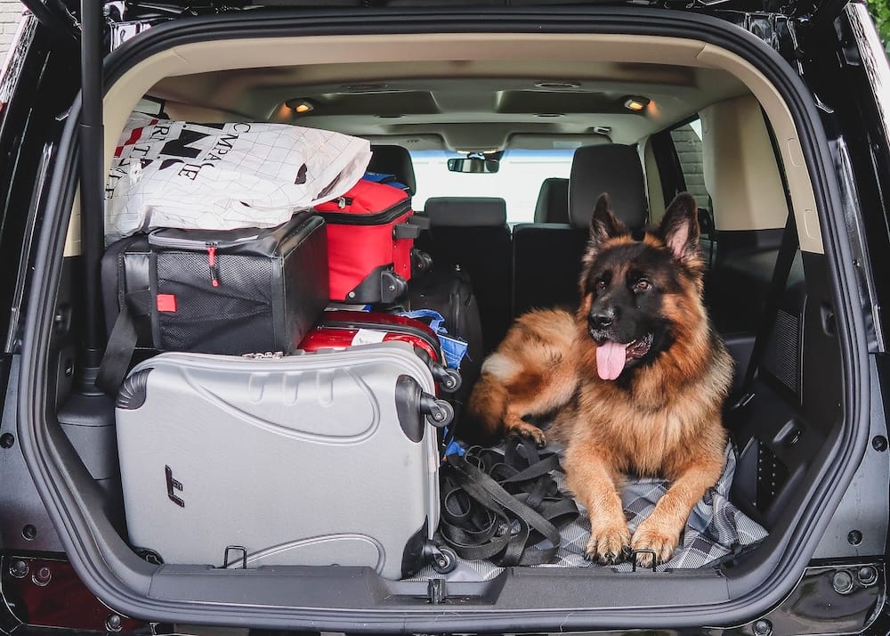 El perro de la familia Togo está sentado en el baúl lleno de un vehículo de viaje en auto propio, rodeado de equipaje, en camino a las Rocallosas canadienses en Alberta, Canadá.