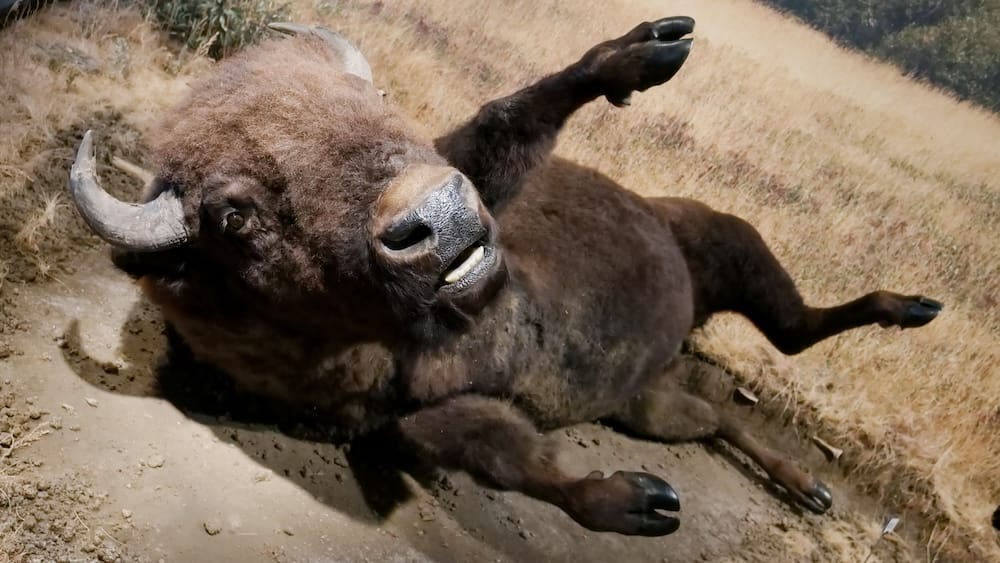 A taxidermy bison lies in a prairie habitat diorama at the Royal Alberta Museum in Edmonton, Alberta, Canada, showing the museum’s detailed natural history and wildlife displays.
