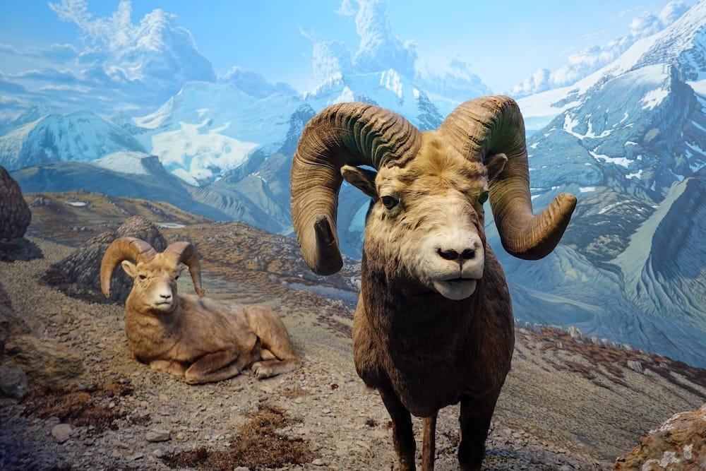 Two bighorn sheep specimens stand in a mountain diorama inside the Royal Alberta Museum in Edmonton, Alberta, Canada, with painted alpine peaks and glacier scenery behind them.