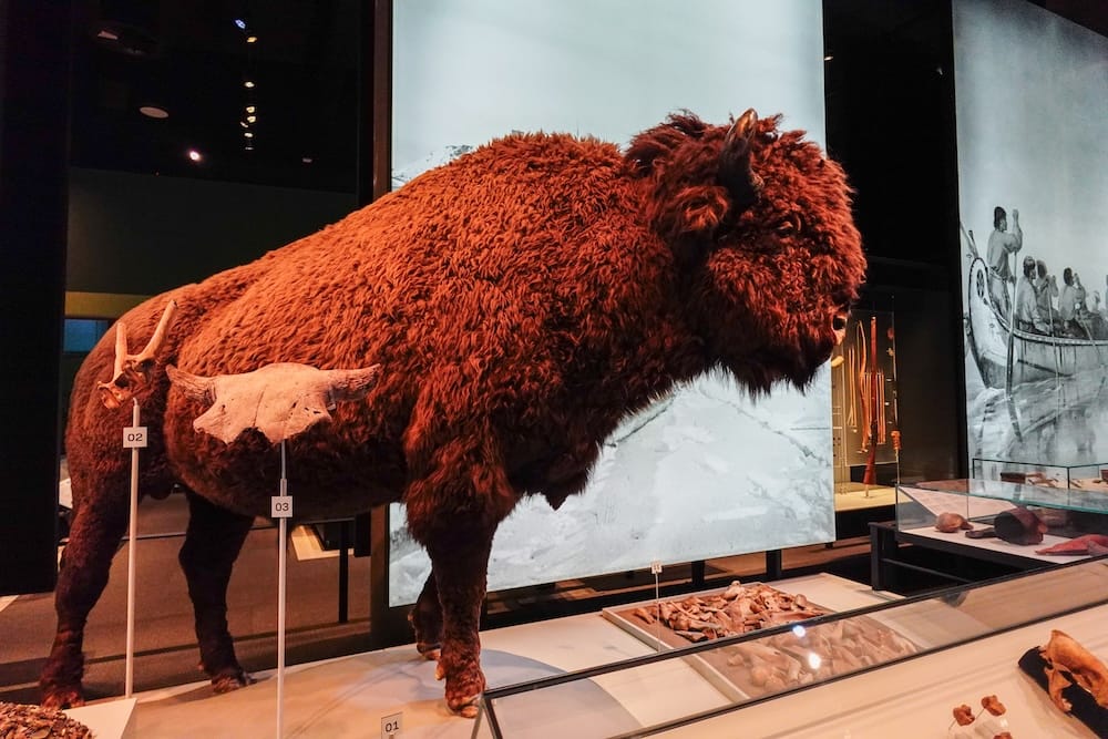 A large bison exhibit stands inside the Royal Alberta Museum in Edmonton, Alberta, Canada, surrounded by interpretive panels, display cases and artifacts that reflect the museum’s broad Alberta history and natural history focus.