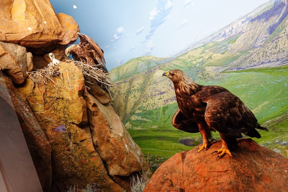 Two large eagles appear in a rocky nest diorama inside the Royal Alberta Museum in Edmonton, Alberta, Canada, with a chick, painted mountain scenery and detailed habitat elements surrounding the display.