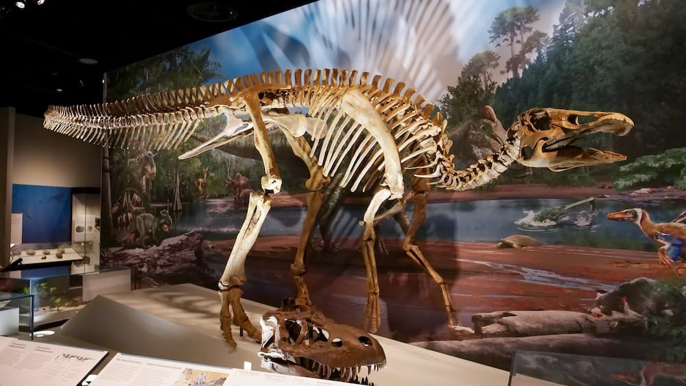 Edmontosaurus Skeleton Exhibit at the Royal Alberta Museum Dinosaur Gallery in Edmonton, Alberta, Canada Edmontosaurus skeleton displayed in the dinosaur gallery at the Royal Alberta Museum in Edmonton, Alberta, Canada, with a prehistoric wetland mural and a second fossil skull below.