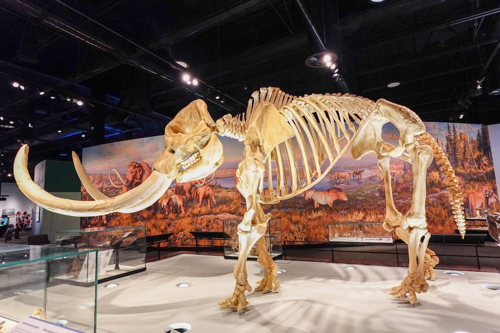 Mammoth skeleton on display inside the Royal Alberta Museum in Edmonton, Alberta, Canada, with Ice Age artwork and natural history exhibits visible in the surrounding gallery.