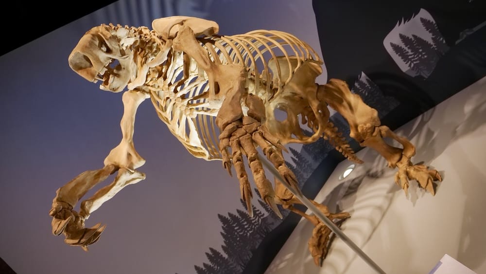 A large prehistoric mammal skeleton is suspended inside the Royal Alberta Museum in Edmonton, Alberta, Canada, with dramatic museum lighting and natural history displays visible around the exhibit.